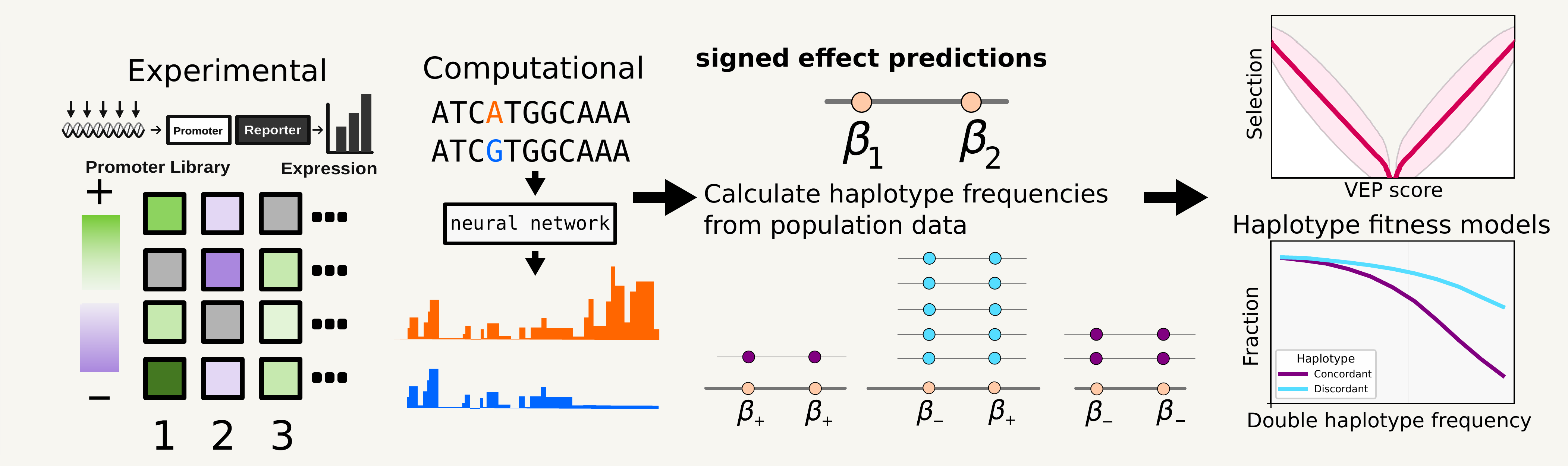 Workflow connecting experimental and computational effect predictions to population data and selection