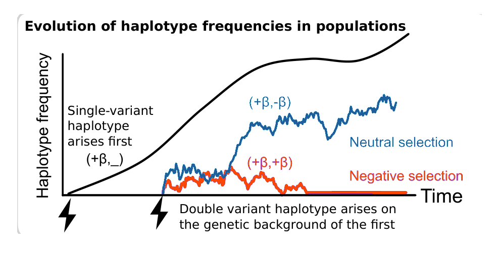 Evolution of haplotype frequencies under neutral and negative selection