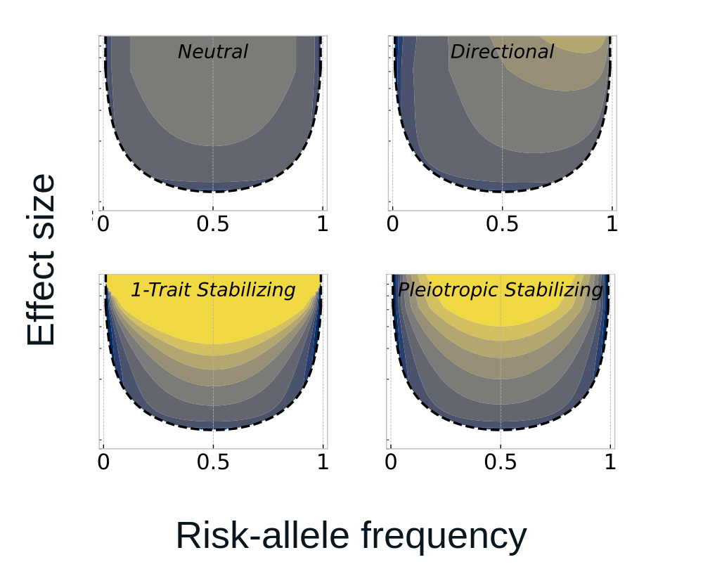 Neutral, directional, single-trait stabilizing, and pleiotropic stabilizing selection models